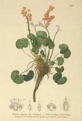 Bergzuring (Oxyria digyna)