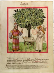 Ms.Lat.9333 fol.11 Nootmuskaat oogsten, uit Tacuinum Sanitatis