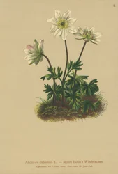 Mt. Baldo Anemoon (Anemone Baldensis)