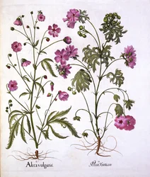 Muskaatmalva, uit Hortus Eystettensis, door Basil Besler, 1613