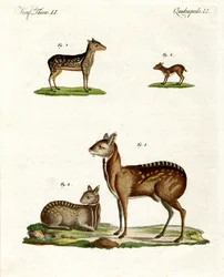 Muskusdieren