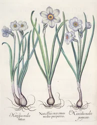 Narcissen: 1.Narcissus maximus medio purpureus; 2.Narcissus medio luteus; 3.Narcissus medio purpureus, uit de Hortus Eystettensis door Basil Besler (1561-1629), uitgegeven 1613