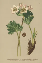 Narcis-bloeiende Anemoon (Anemone narcissiflora)