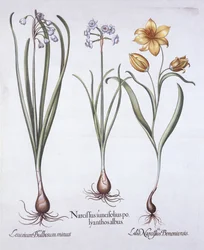Narcis, Tulp en Zomersneeuwvlok, uit Hortus Eystettensis, door Basil Besler, 1613
