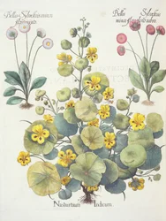 Oost-Indische kers en madeliefjes: 1.Nasturtium Indicum; 2.Bellis Sylvestris minor flore plens rubro; 3.Bellis Sylvestris minor flore mixta, uit de Hortus Eystettensis door Basil Besler (1561-1629), uitgegeven 1613