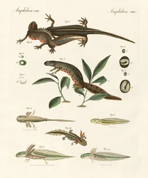 Natuurlijke geschiedenis van de zeesalamander