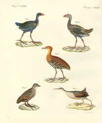 Nieuwe vogels