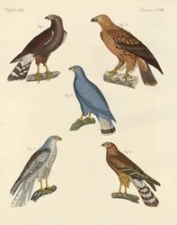 Nieuw bekende roofvogels
