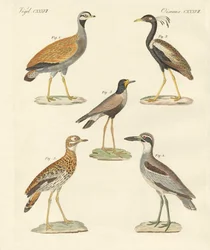 Nieuwe loopvogels