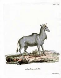 Nilgai
