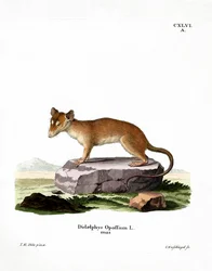 Noord-Amerikaanse opossum