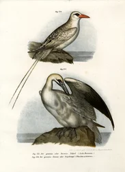 Jan-van-gent, 1864