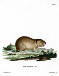 Noordelijke Molwoelmuis