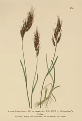 Havergras