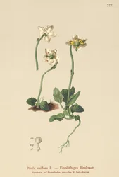 Eenbloemige Wintergroen