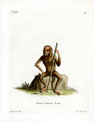 Orang-oetang
