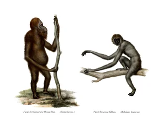 Orang-Oetang