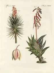 Sierplant