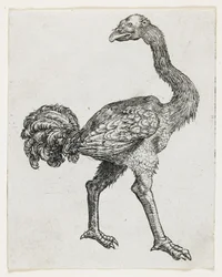 Struisvogel