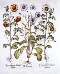 Oxe Oog Margriet en Kroonmargriet, uit Hortus Eystettensis, door Basil Besler, 1613