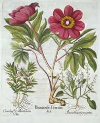 Pioenroos, Heggenhysop en Schapenzuring, uit Hortus Eystettensis, door Basil Besler, gepubliceerd 1613