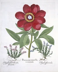 Pioen en twee Polygalons uit Hortus Eystettensis