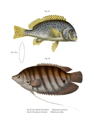 Geschilderde Lipvis
