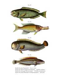 Bleekwang papegaaivis