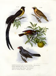 Paradijswida, 1864