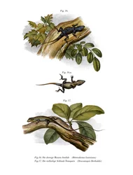 Perzik Anolis