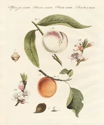 Perziken en abrikozen