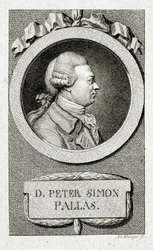 Peter Simon Pallas (lijngravure)