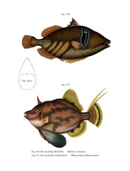 Picasso Vis