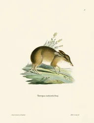 Varkenspoot Bandicoot