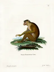 Lampongaap