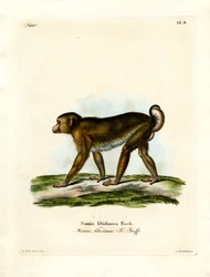 Lampongaap