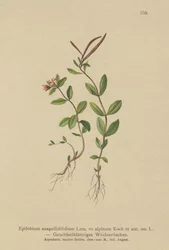 Pimpernel Wilgenroosje