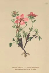 Roze Vijfvingerkruid