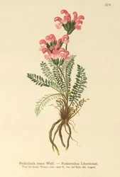 Roze Ratelaar (Pedicularis rosea)
