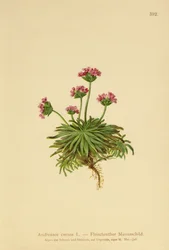 Roze Rotsjasmijn (Androsace carnea)