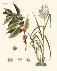 Planten uit warme landen
