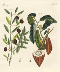 Planten uit warme landen