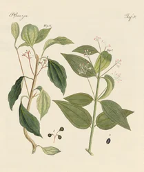 Planten uit warme landen