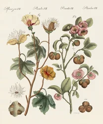 Planten uit warme landen