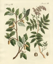 Planten uit warme landen