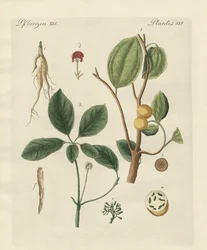 Planten uit warme landen