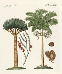 Planten uit warme landen
