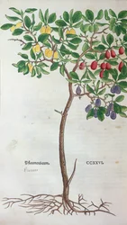 Pruimenboom, een botanische plaat uit het Herbarium door Leonhart Fuchs (1501-66), gepubliceerd in Basel, 1543