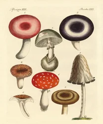 Giftige Duitse paddenstoelen
