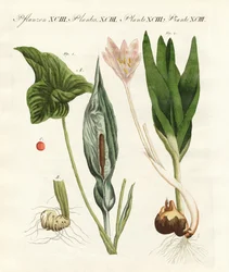 Giftige Duitse planten
